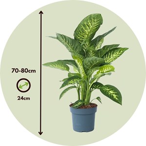 Dieffenbachia tropic