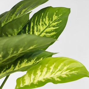 Dieffenbachia tropic