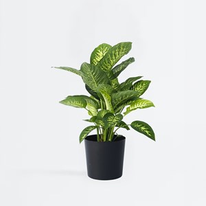 Dieffenbachia tropic