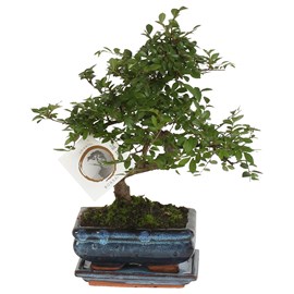 Bonsai zelkova - en forme de s