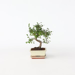 Bonsai zelkova - en forme de s