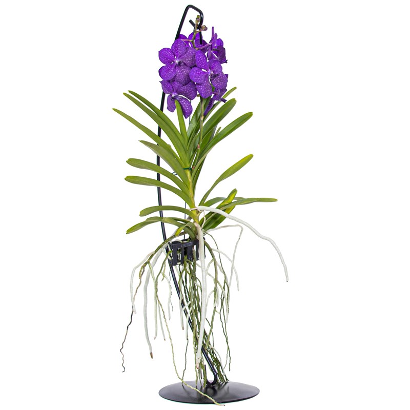 Vanda orchidée bleu supports décoratifs