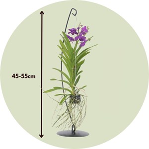 Vanda orchidée bleu supports décoratifs