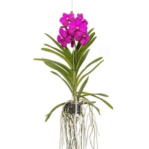 Vanda orchidée tayanee cerise