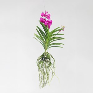 Vanda orchidée tayanee cerise