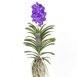 Vanda orchidée magic bleu royal