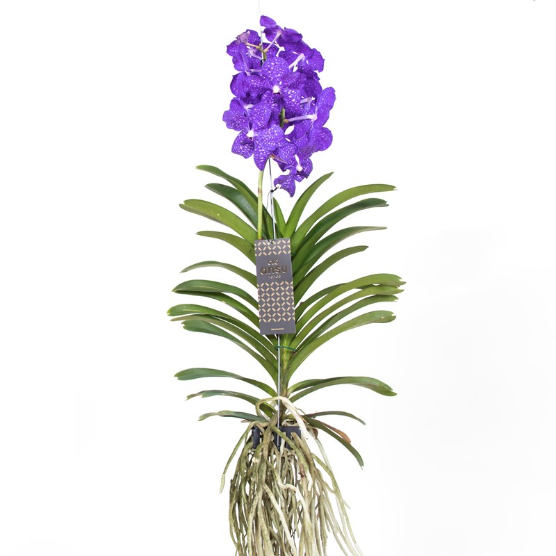 Vanda orchidée magic bleu royal