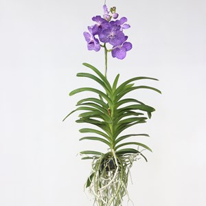 Vanda orchidée magic bleu royal
