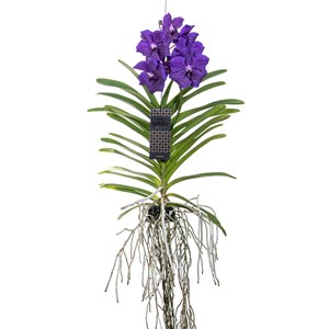 Vanda orchidée l bleu