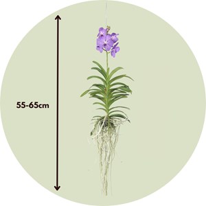 Vanda orchidée l bleu