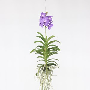 Vanda orchidée l bleu