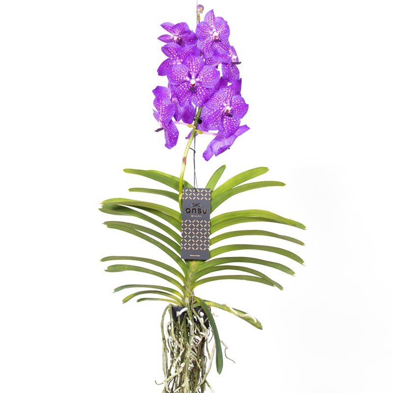 Vanda orchidée l lila