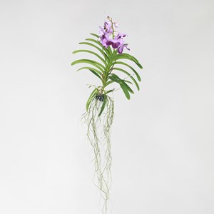 Vanda orchidée l lila