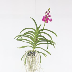 Vanda orchidée l rose