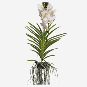 Vanda orchidée l blanc