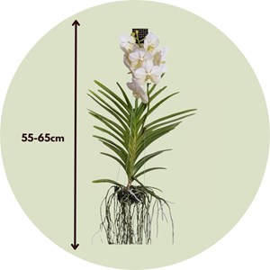 Vanda orchidée l blanc
