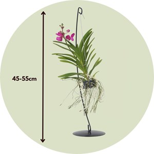 Vanda orchidée rose stands décoratifs