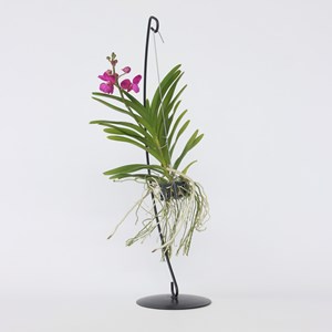 Vanda orchidée rose stands décoratifs