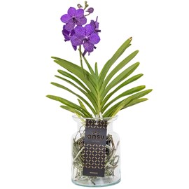 Vanda orchidée bleu vase