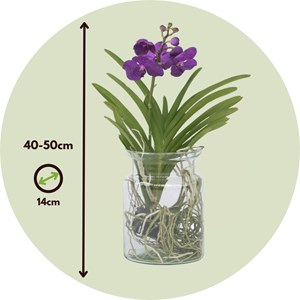 Vanda orchidée bleu vase