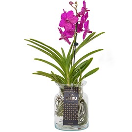 Vanda orchidée cerise vase