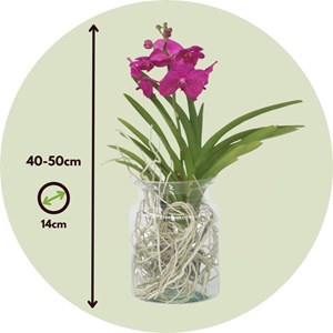 Vanda orchidée cerise vase
