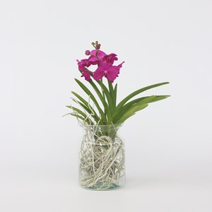 Vanda orchidée cerise vase