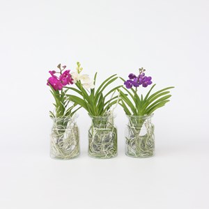 Vanda orchidée blanc vase