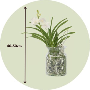 Vanda orchidée blanc vase
