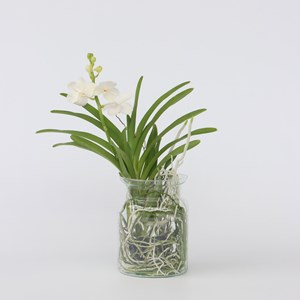 Vanda orchidée blanc vase