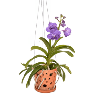 Vanda orchidée en pot suspendu bleu