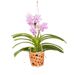 Vanda orchidée en pot suspendu rose