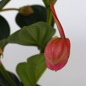 Medinilla magnifica lambada