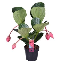 Medinilla magnifica flamenco