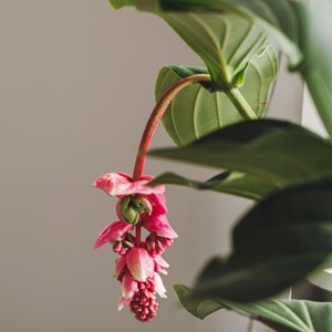Medinilla magnifica flamenco