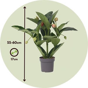 Medinilla magnifica flamenco