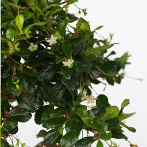 Bonsaï carmona - en forme de s