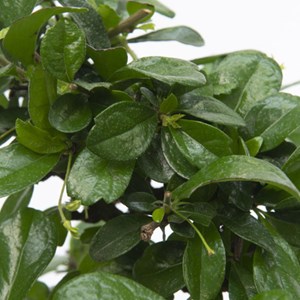 Bonsaï carmona ball