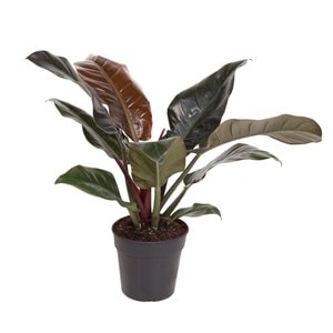 Philodendron arborescent imperial red