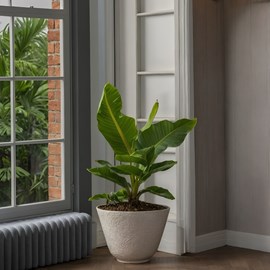 Bananaier nain musa oriental dwarf