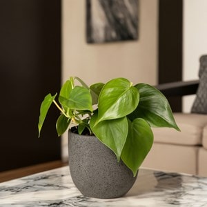 Plante raindrop peperomia polybotrya