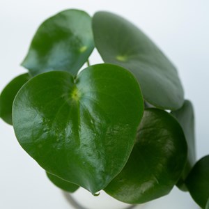 Plante raindrop peperomia polybotrya