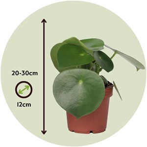 Plante raindrop peperomia polybotrya