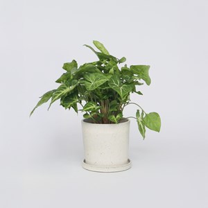 Plante verte syngonium podophyllum pixie