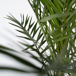 Palmier phoenix canariensis