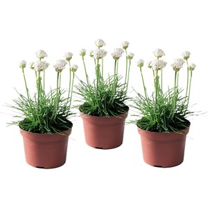 Armeria english grass blanc - 3