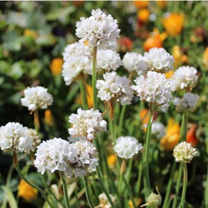Armeria english grass blanc - 3