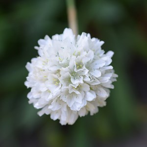 Armeria english grass blanc - 3