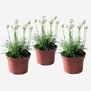 Armeria english grass blanc - 3