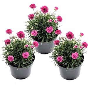 Armeria 'english grass' rose - 6